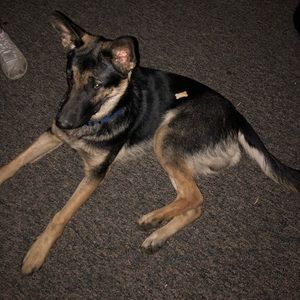 Meet your Posher, Jack